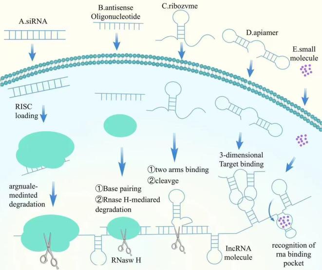 https://cdn.ncbi.nlm.nih.gov/pmc/blobs/1183/12043680/0cdc3cd2313a/fimmu-16-1584087-g002.jpg