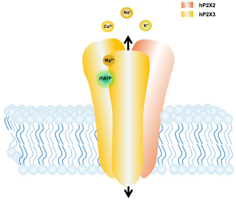 https://cdn.ncbi.nlm.nih.gov/pmc/blobs/1185/11352409/b1923c762294/biomolecules-14-00942-g001.jpg