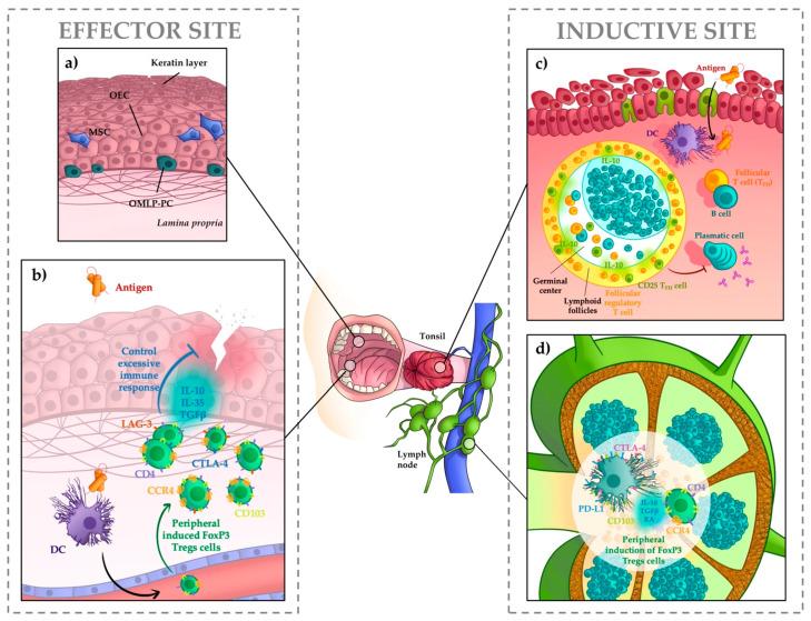 https://cdn.ncbi.nlm.nih.gov/pmc/blobs/118a/8624028/30182c60c07c/ijms-22-12149-g001.jpg