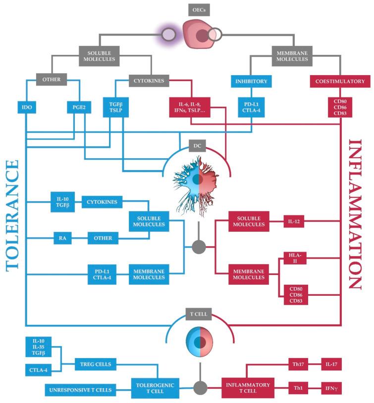 https://cdn.ncbi.nlm.nih.gov/pmc/blobs/118a/8624028/7dfcd52c5f8a/ijms-22-12149-g003.jpg