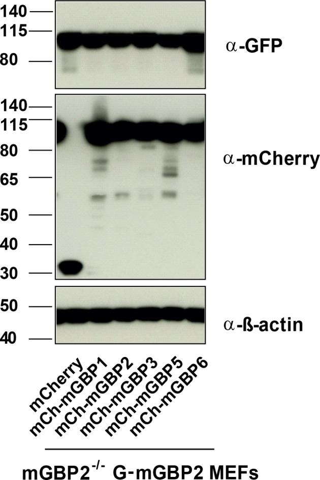 https://cdn.ncbi.nlm.nih.gov/pmc/blobs/118b/4786432/4af6bf33a12b/elife-11479-fig3-figsupp1.jpg