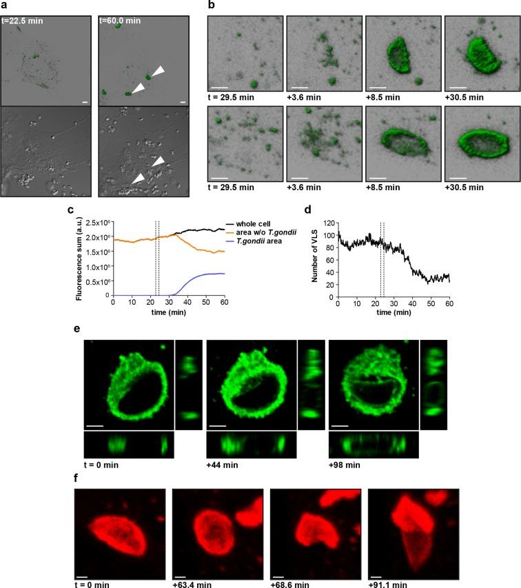 https://cdn.ncbi.nlm.nih.gov/pmc/blobs/118b/4786432/c680f65a6234/elife-11479-fig8.jpg