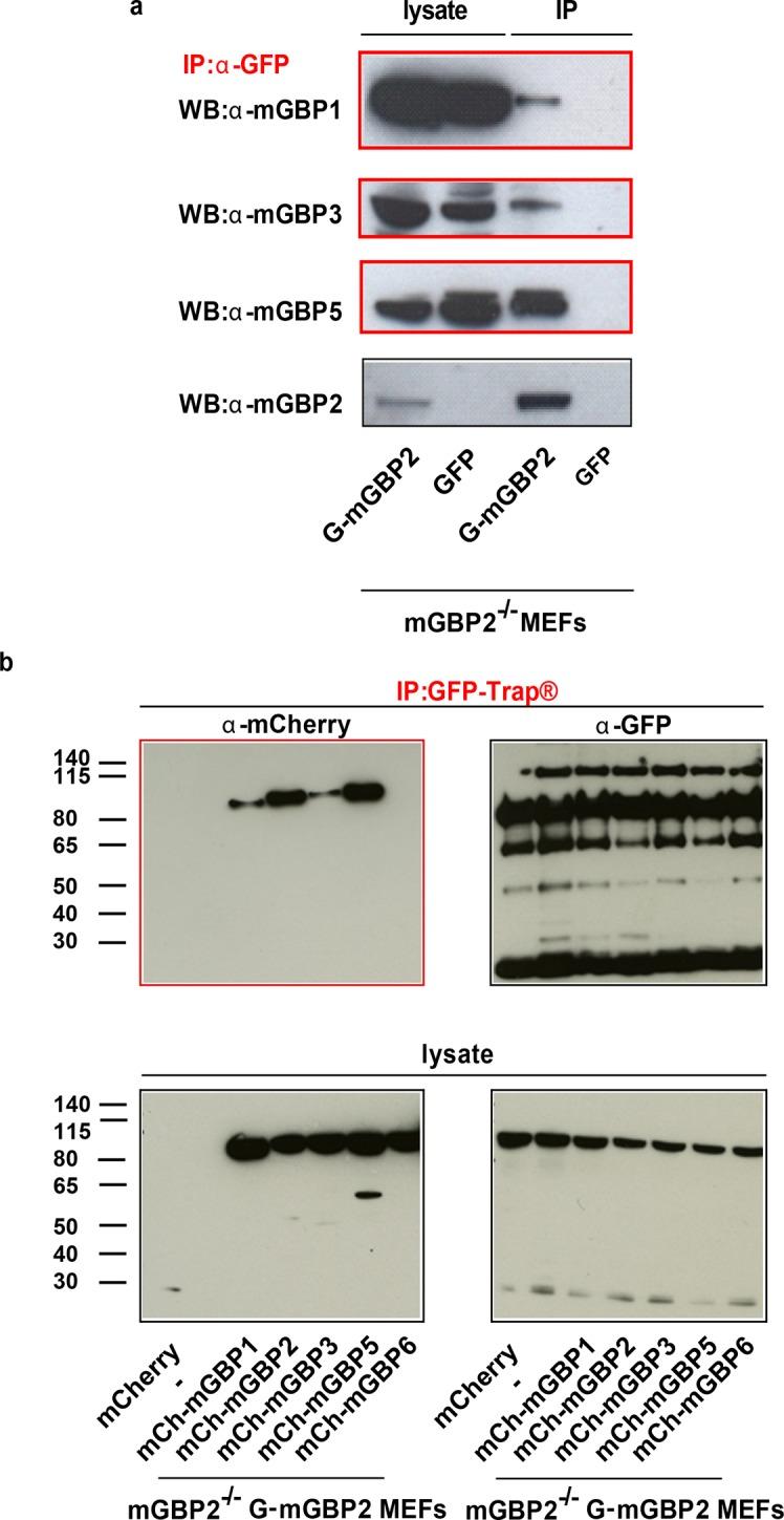https://cdn.ncbi.nlm.nih.gov/pmc/blobs/118b/4786432/e34bce4630f2/elife-11479-fig4-figsupp2.jpg