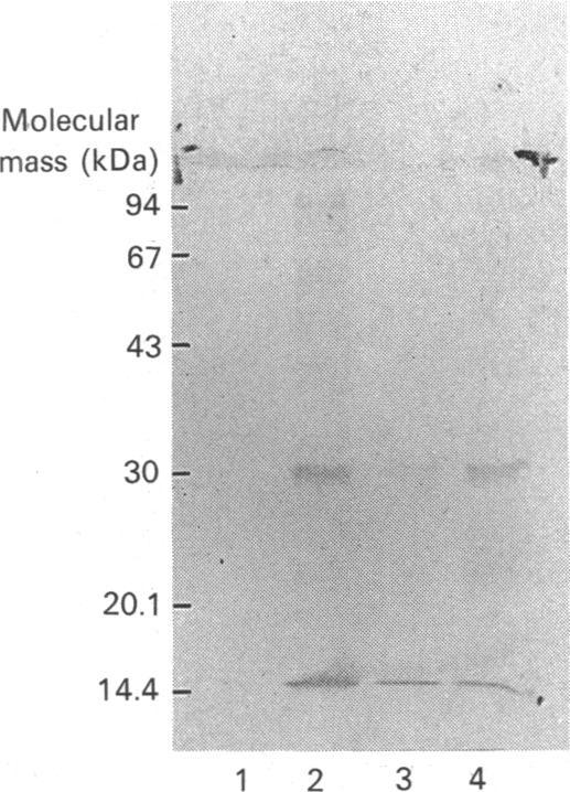 https://cdn.ncbi.nlm.nih.gov/pmc/blobs/118f/1151349/19950c2cfcd4/biochemj00152-0057-a.jpg