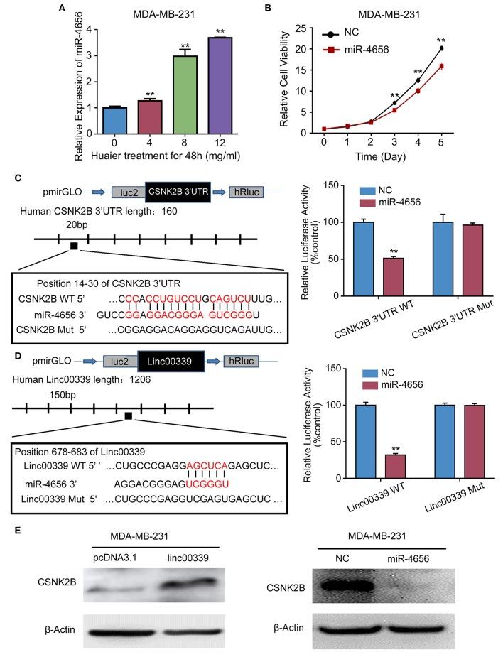 https://cdn.ncbi.nlm.nih.gov/pmc/blobs/1193/6857111/e5165f55993e/fonc-09-01195-g0010.jpg