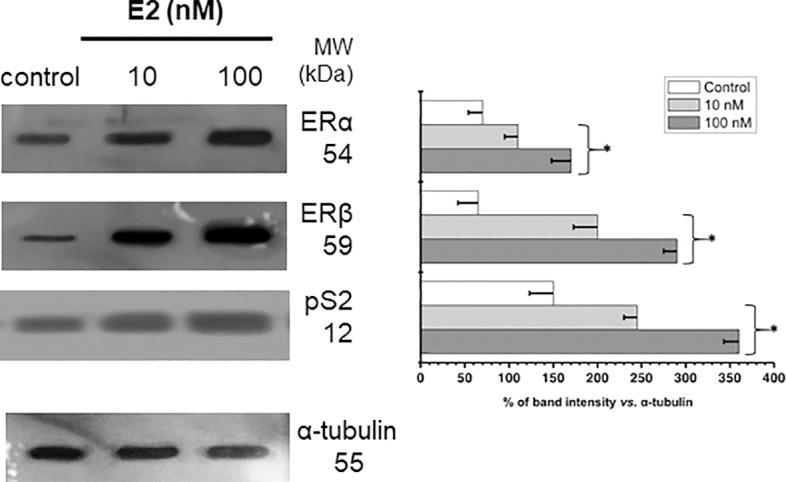 https://cdn.ncbi.nlm.nih.gov/pmc/blobs/119a/9676491/83fcccc8dc5f/fonc-12-1018137-g002.jpg