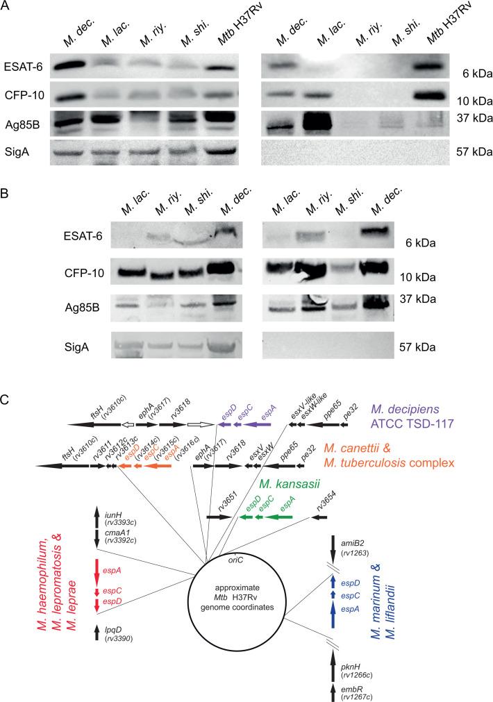 https://cdn.ncbi.nlm.nih.gov/pmc/blobs/119d/11237670/98c59d11ec23/spectrum.04126-23.f003.jpg