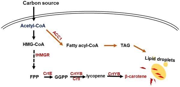 https://cdn.ncbi.nlm.nih.gov/pmc/blobs/119f/10124129/388bdd0c2329/kuad009fig1g.jpg