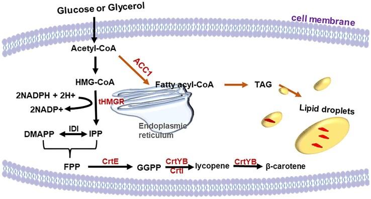 https://cdn.ncbi.nlm.nih.gov/pmc/blobs/119f/10124129/92acdd9d7ba9/kuad009fig1.jpg