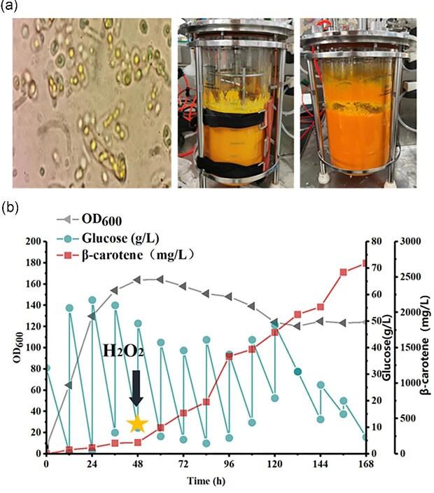 https://cdn.ncbi.nlm.nih.gov/pmc/blobs/119f/10124129/a20a80ba7627/kuad009fig6.jpg
