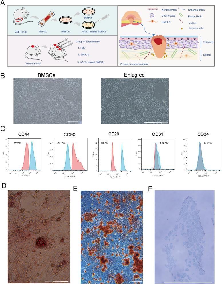 https://cdn.ncbi.nlm.nih.gov/pmc/blobs/11a1/8935805/f431262964c1/13287_2022_2797_Fig1_HTML.jpg