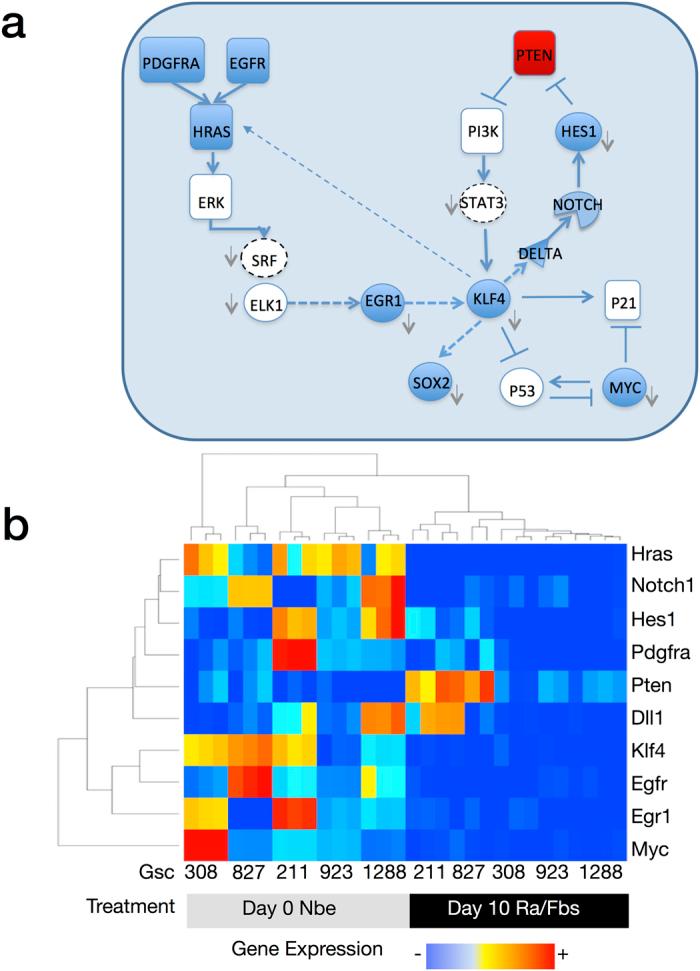 https://cdn.ncbi.nlm.nih.gov/pmc/blobs/11a6/5335262/f6b4283bcc6d/srep43605-f4.jpg