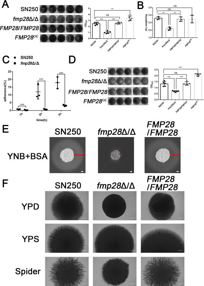 https://cdn.ncbi.nlm.nih.gov/pmc/blobs/11a8/12345260/3552b49b3576/mbio.01253-25.f003.jpg