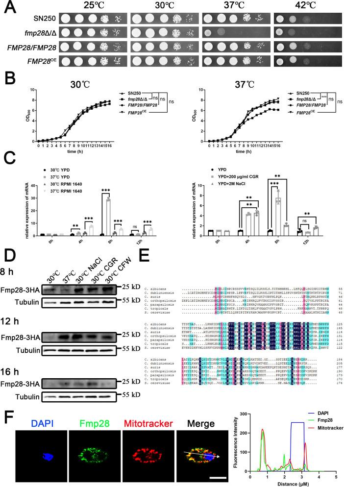 https://cdn.ncbi.nlm.nih.gov/pmc/blobs/11a8/12345260/49dd7b77d720/mbio.01253-25.f001.jpg