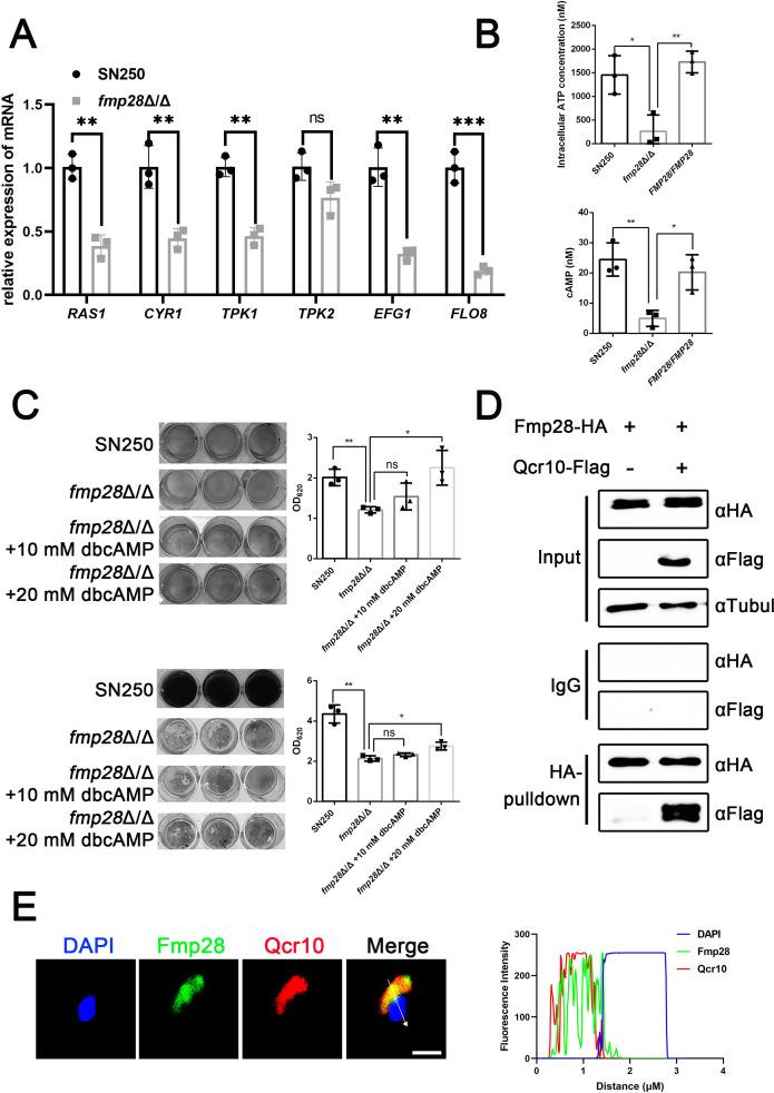 https://cdn.ncbi.nlm.nih.gov/pmc/blobs/11a8/12345260/955effa4d56f/mbio.01253-25.f007.jpg