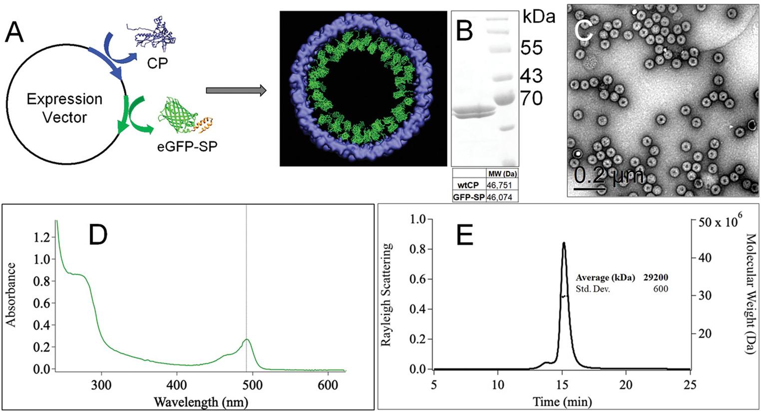 https://cdn.ncbi.nlm.nih.gov/pmc/blobs/11aa/9528512/4f8d112686b6/nihms-1830720-f0001.jpg