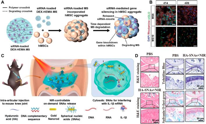 https://cdn.ncbi.nlm.nih.gov/pmc/blobs/11ab/9140325/34355c7ab094/fbioe-10-820940-g004.jpg