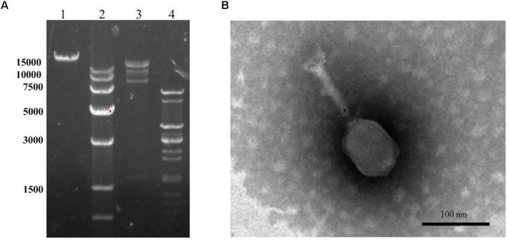 https://cdn.ncbi.nlm.nih.gov/pmc/blobs/11b0/5982681/8d29f1c0901b/fmicb-09-01046-g004.jpg