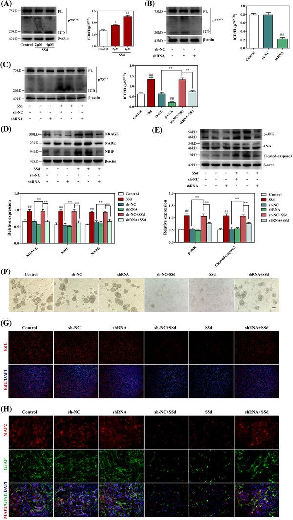 https://cdn.ncbi.nlm.nih.gov/pmc/blobs/11b0/7752162/54c507426eda/CTM2-10-e243-g004.jpg