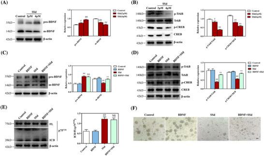 https://cdn.ncbi.nlm.nih.gov/pmc/blobs/11b0/7752162/a631f14d797c/CTM2-10-e243-g005.jpg