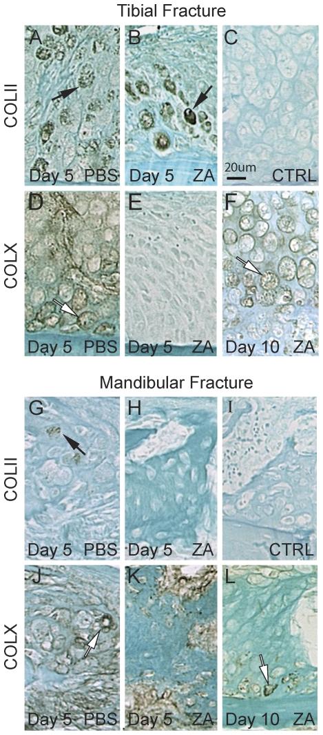 https://cdn.ncbi.nlm.nih.gov/pmc/blobs/11b4/3281002/5b64d79a82d7/pone.0031771.g003.jpg