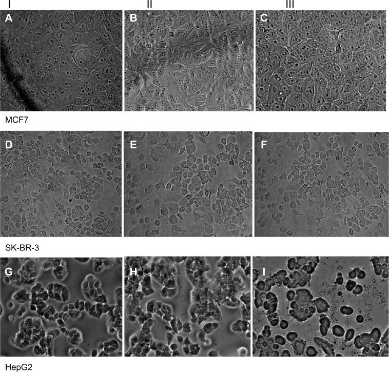 https://cdn.ncbi.nlm.nih.gov/pmc/blobs/11b7/3956736/61295fd58cb4/ijn-9-1323Fig4.jpg