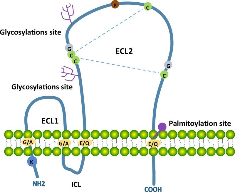 https://cdn.ncbi.nlm.nih.gov/pmc/blobs/11b9/5617550/79ad44423609/oncotarget-08-62803-g001.jpg