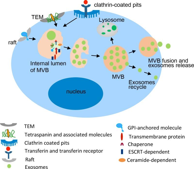 https://cdn.ncbi.nlm.nih.gov/pmc/blobs/11b9/5617550/9bf14ef2485b/oncotarget-08-62803-g002.jpg