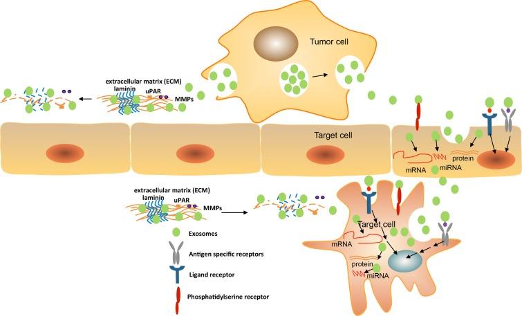 https://cdn.ncbi.nlm.nih.gov/pmc/blobs/11b9/5617550/d699601d311f/oncotarget-08-62803-g003.jpg