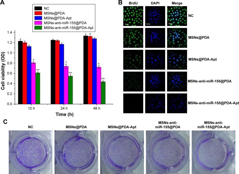 https://cdn.ncbi.nlm.nih.gov/pmc/blobs/11bb/5841950/4451e9553e3f/ijn-13-1241Fig4.jpg