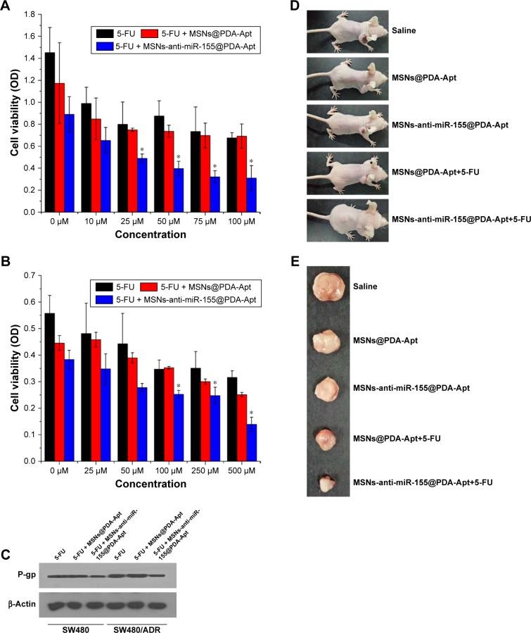 https://cdn.ncbi.nlm.nih.gov/pmc/blobs/11bb/5841950/57e260b29434/ijn-13-1241Fig9.jpg