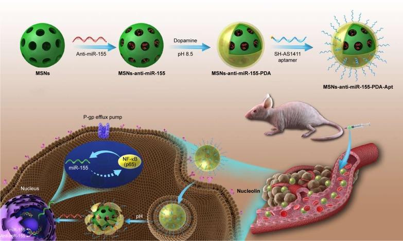 https://cdn.ncbi.nlm.nih.gov/pmc/blobs/11bb/5841950/6130d4b1f74a/ijn-13-1241Fig10.jpg