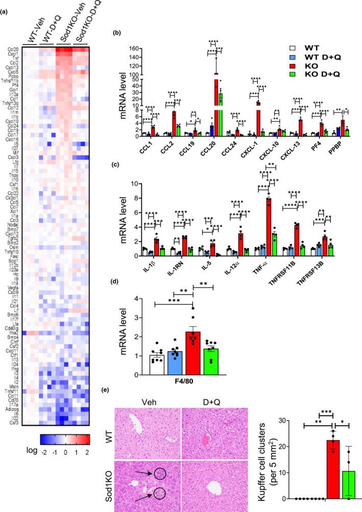 https://cdn.ncbi.nlm.nih.gov/pmc/blobs/11c2/9381894/1541ae433bc4/ACEL-21-e13676-g004.jpg