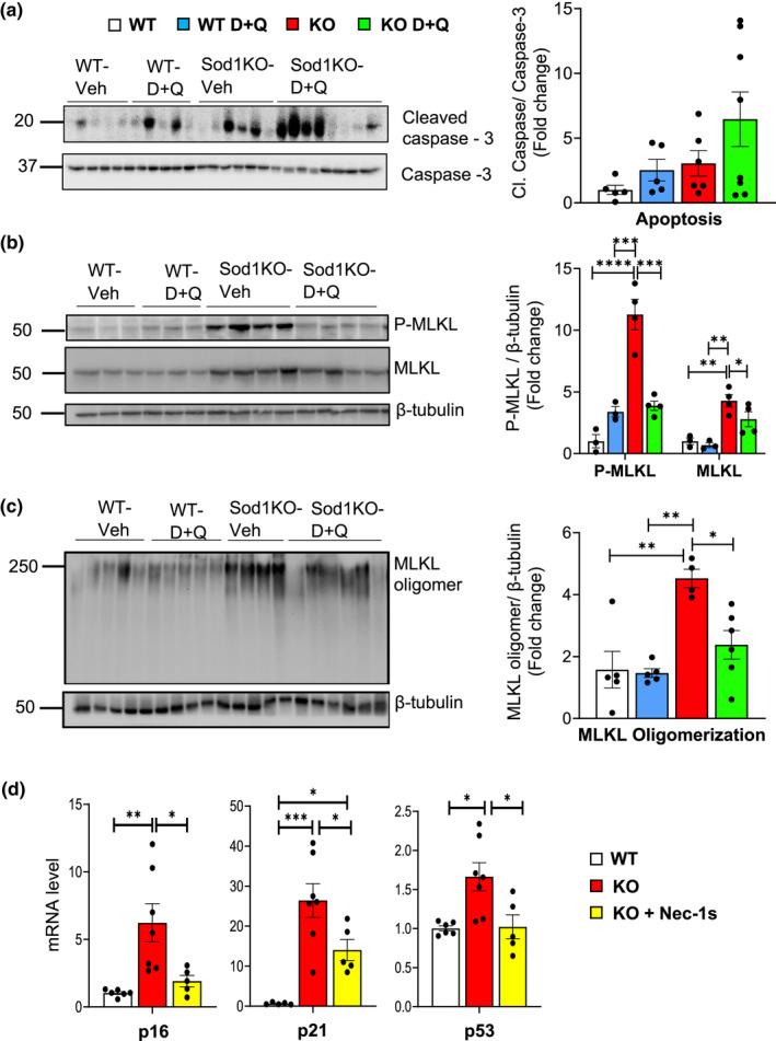 https://cdn.ncbi.nlm.nih.gov/pmc/blobs/11c2/9381894/38d281d1745d/ACEL-21-e13676-g003.jpg