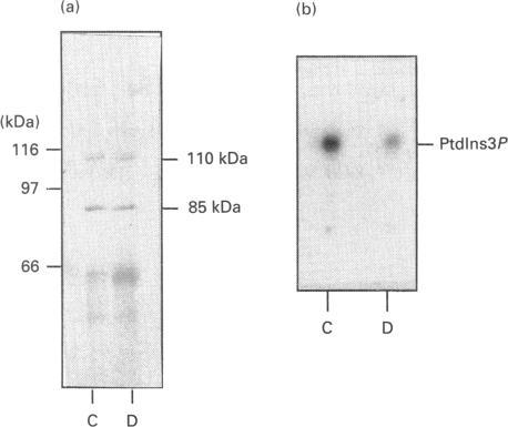 https://cdn.ncbi.nlm.nih.gov/pmc/blobs/11c3/1132318/1f8c9cc6c9aa/biochemj00116-0308-b.jpg