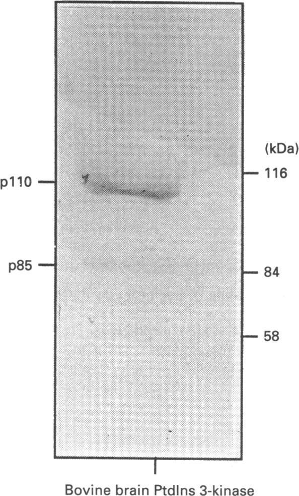 https://cdn.ncbi.nlm.nih.gov/pmc/blobs/11c3/1132318/7c7c3079b9cf/biochemj00116-0306-c.jpg