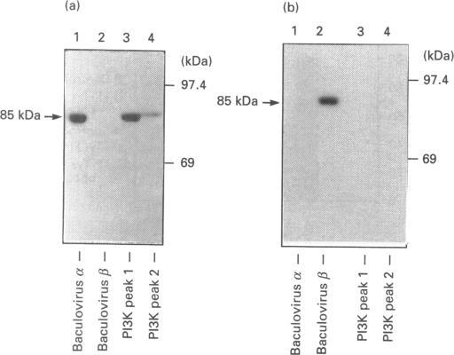 https://cdn.ncbi.nlm.nih.gov/pmc/blobs/11c3/1132318/ad519d65d057/biochemj00116-0306-a.jpg
