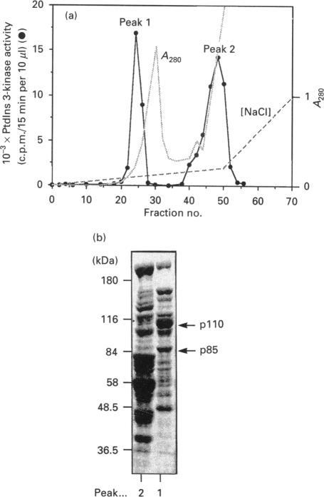 https://cdn.ncbi.nlm.nih.gov/pmc/blobs/11c3/1132318/cd8cdc01eb1e/biochemj00116-0304-a.jpg
