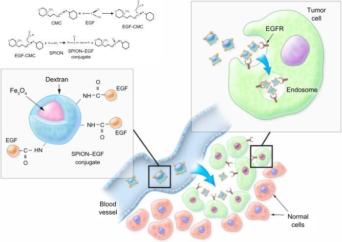 https://cdn.ncbi.nlm.nih.gov/pmc/blobs/11c5/3888267/a800826aa991/ijn-9-273Fig1.jpg