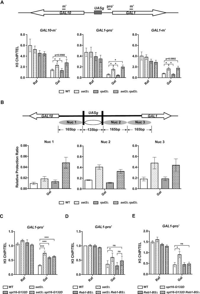 https://cdn.ncbi.nlm.nih.gov/pmc/blobs/11ca/8191775/e33b615aac9f/gkab312fig6.jpg
