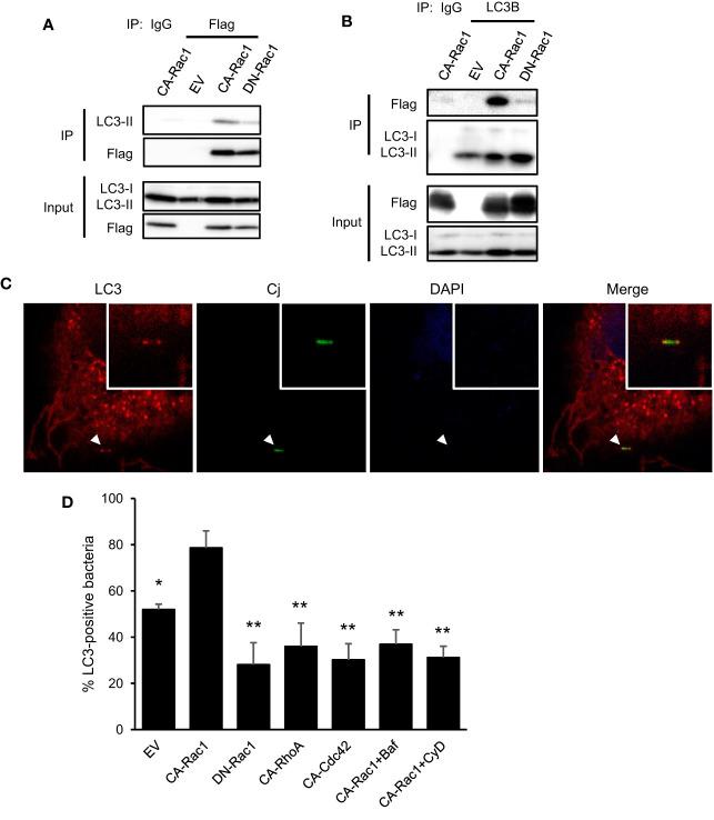 https://cdn.ncbi.nlm.nih.gov/pmc/blobs/11ca/8927770/c51c5d9fe2f8/fcimb-12-829682-g004.jpg