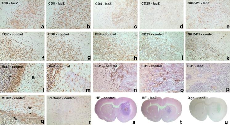 https://cdn.ncbi.nlm.nih.gov/pmc/blobs/11cc/3535398/bfc8fdf0e85f/701_2012_1526_Fig2_HTML.jpg