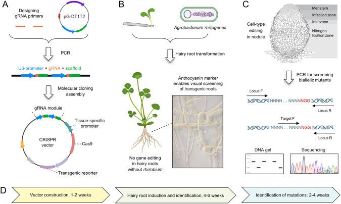https://cdn.ncbi.nlm.nih.gov/pmc/blobs/11ce/12238430/60564a7e8eef/42994_2024_190_Fig2_HTML.jpg