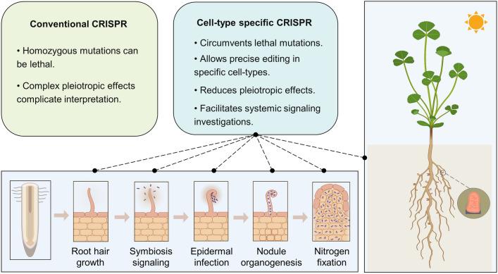 https://cdn.ncbi.nlm.nih.gov/pmc/blobs/11ce/12238430/e0affdfd098a/42994_2024_190_Fig1_HTML.jpg