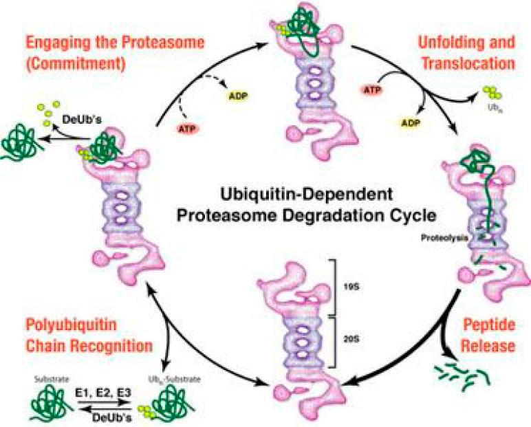 https://cdn.ncbi.nlm.nih.gov/pmc/blobs/11ce/4017424/7d1f27139f99/GHFBB-4-127-g003.jpg