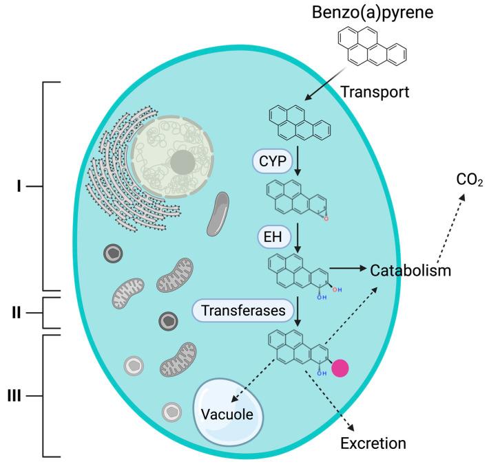 https://cdn.ncbi.nlm.nih.gov/pmc/blobs/11ce/9698926/201a7b7d1aa2/jof-08-01150-g001.jpg