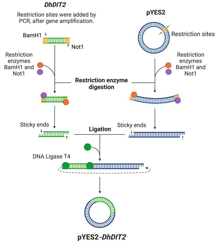 https://cdn.ncbi.nlm.nih.gov/pmc/blobs/11ce/9698926/8114b2119473/jof-08-01150-g002.jpg