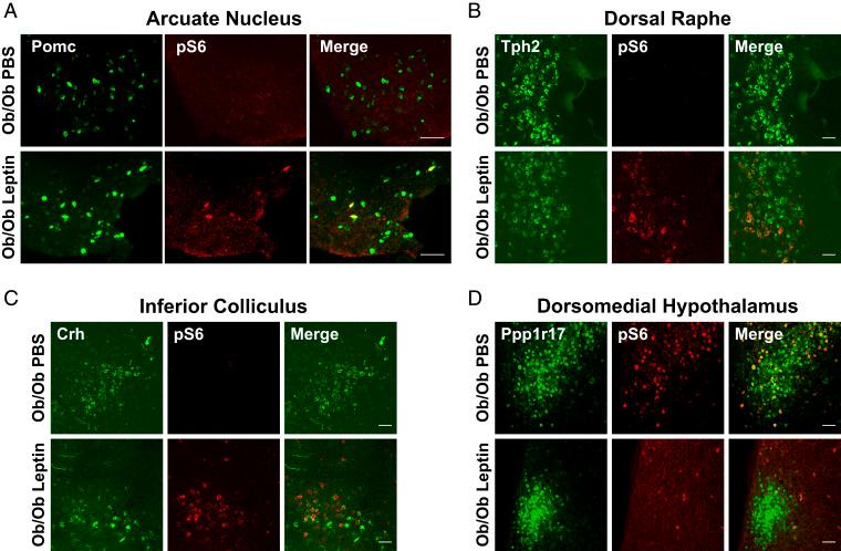 https://cdn.ncbi.nlm.nih.gov/pmc/blobs/11d8/8020659/6e53524aa11f/pnas.2100194118fig02.jpg