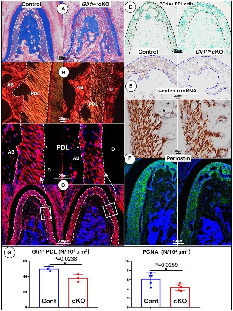 https://cdn.ncbi.nlm.nih.gov/pmc/blobs/11d8/8497707/2a06f4fa29ba/fphys-12-721775-g0002.jpg