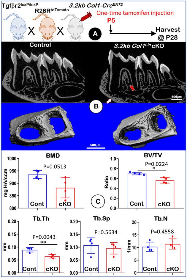 https://cdn.ncbi.nlm.nih.gov/pmc/blobs/11d8/8497707/8d1ac5a0a4d3/fphys-12-721775-g0004.jpg